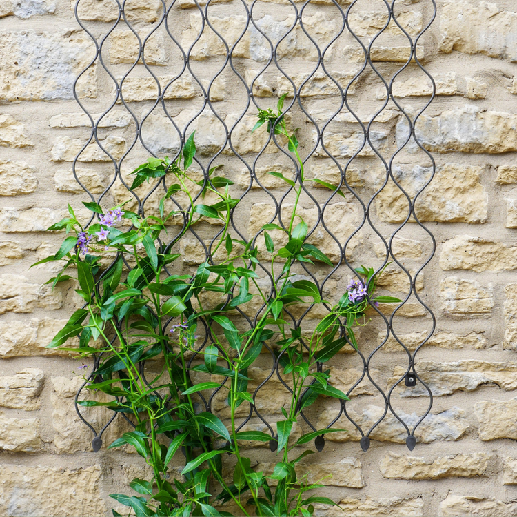 Trellises