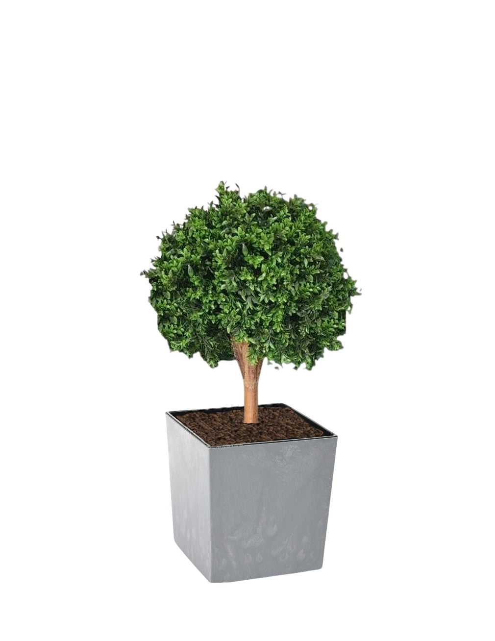 Deluxe Buxus Ball Topiary Tree, 75cm